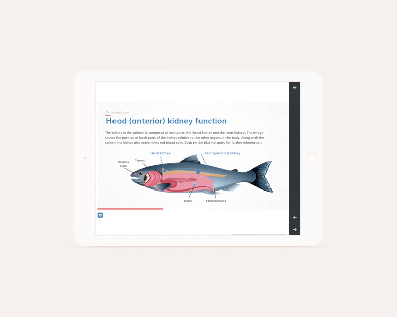 Pure salmon- tablet design